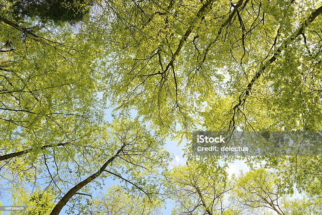 Sonne im Buche forest - Lizenzfrei Baum Stock-Foto