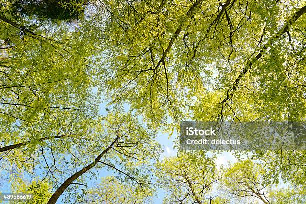 Sonne Im Buche Forest Stockfoto und mehr Bilder von Baum - Baum, Blatt - Pflanzenbestandteile, Deutschland