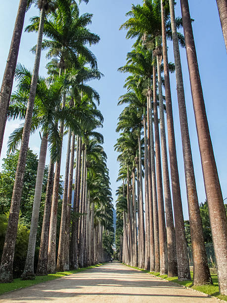 istock Palm Trees at Jardim Botanico, Rio de Janeiro. 489587253