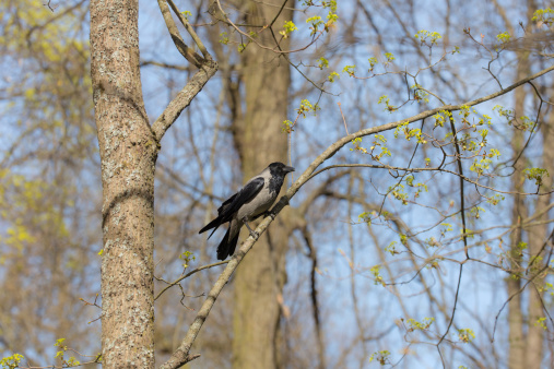 crow sitting on a maple in spring