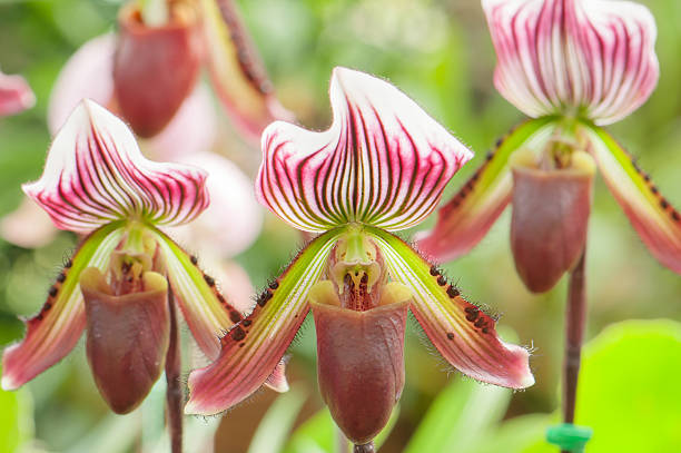 istock Paphiopedilum Orchid 489587735