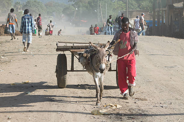 человек с тележки - animal africa ethiopia mule стоковые фото и изображения