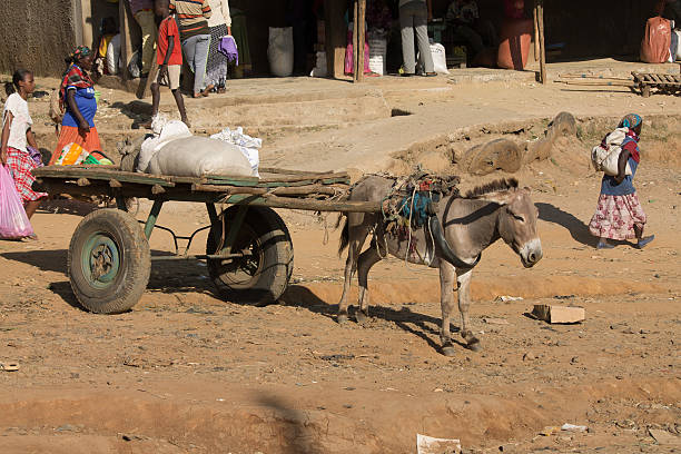 donkey, 수레 - animal africa ethiopia mule 뉴스 사진 이미지