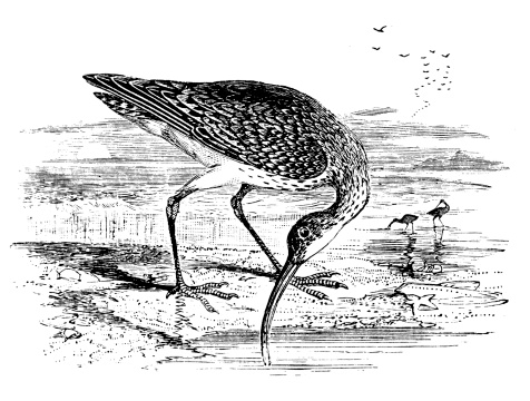 Antique illustration of Eurasian curlew (Numenius arquata)