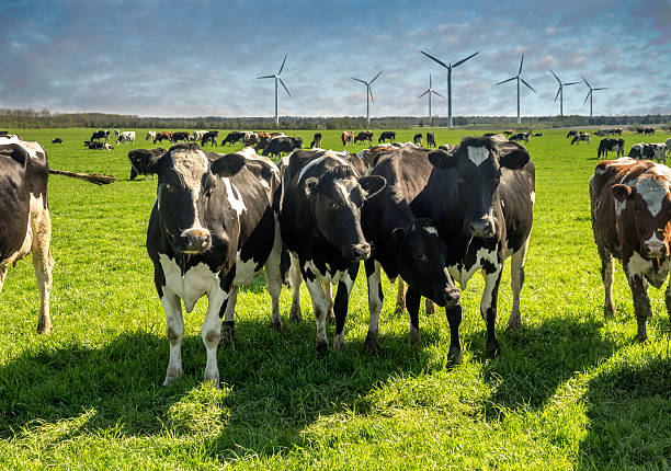 istock Cows grazing on a green lush meadow 489588313