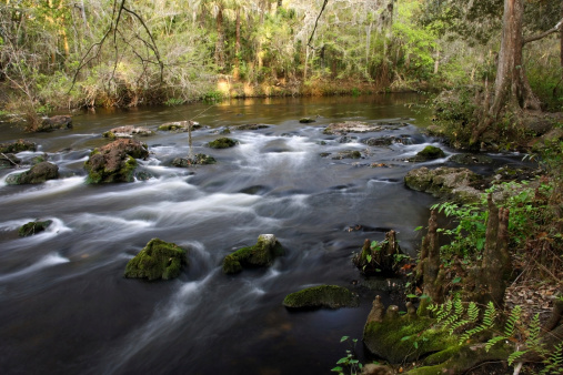 Scenic Rapids in Hillsborough River State Park, Florida
