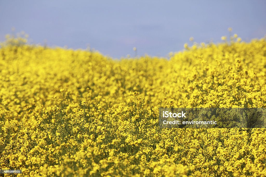 Rapeseed growing in an English landscape. A sea of the bright yellow rapeseed flowers growing in an English Spring landscape. Agriculture Stock Photo
