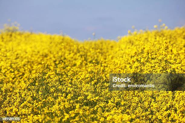 Rapeseed Growing In An English Landscape Stock Photo - Download Image Now - Agriculture, Canola, Crop - Plant