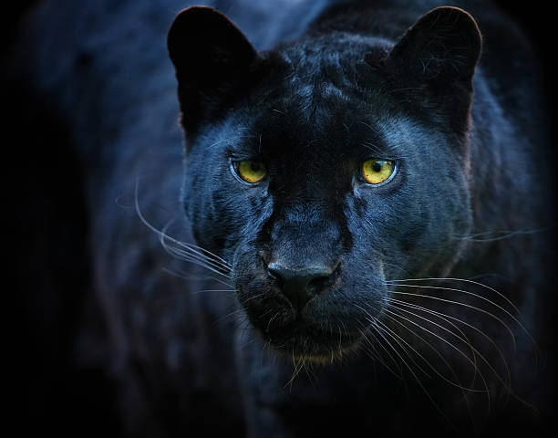 black panther - schwarzer hintergrund fotos stock-fotos und bilder