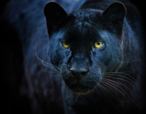 500+ Black Panther Pictures | Download Free Images on Unsplash