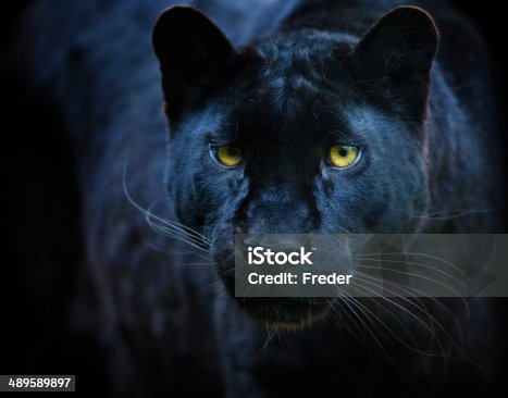 89,584 Pics Of A Panthers Animals Stock Photos, Pictures & Royalty-Free  Images - iStock