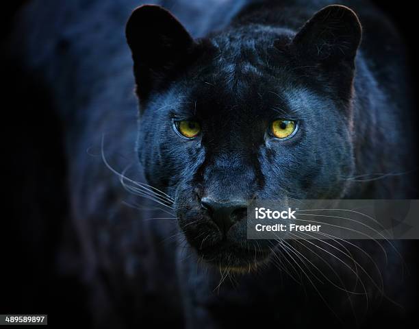 Black Panther 照片檔及更多 黑豹 照片 - 黑豹, 美洲豹, 動物