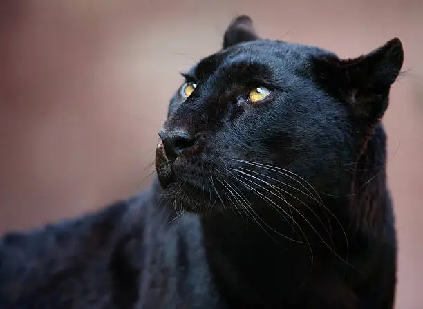Photo of black panther