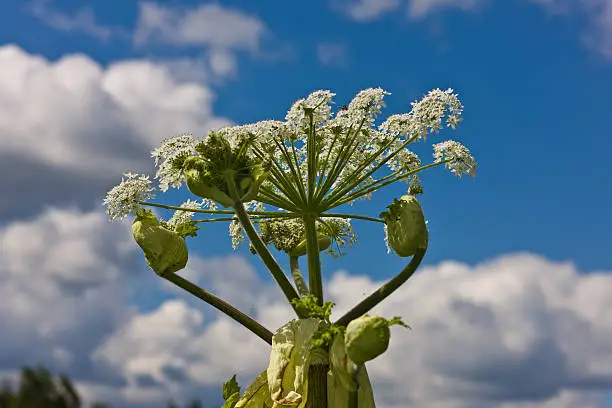 cow-parsnip close up against the sky in summer