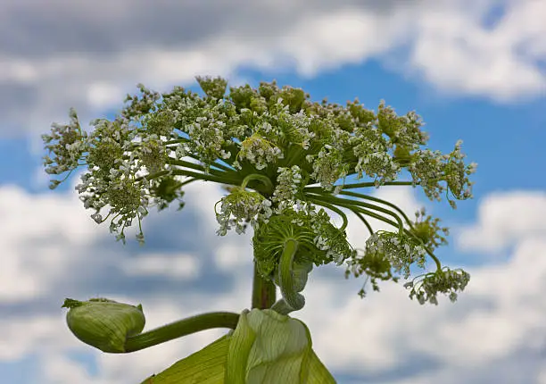 cow-parsnip close up against the sky in summer