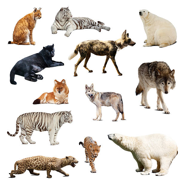 istock Set of predatory mammals. Isolated over white 489590701