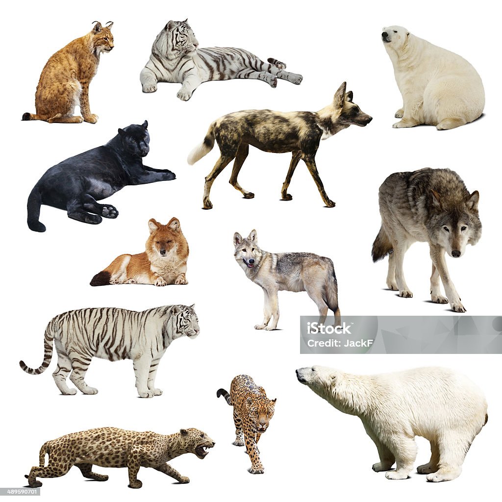 Set of predatory mammals. Isolated over white Set of predatory mammals. Isolated over white with shadows Bobcat Stock Photo