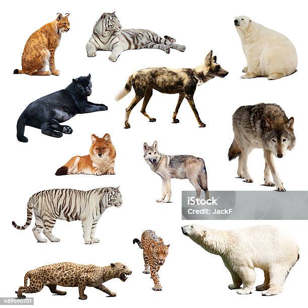 Set Of Predatory Mammals Isolated Over White Stock Photo - Download Image Now - Bobcat, Mexican Wolf, Tiger