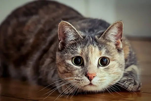 Photo of Wide-Eyed Tortoiseshell Tabby Cat About to Pounce on Something