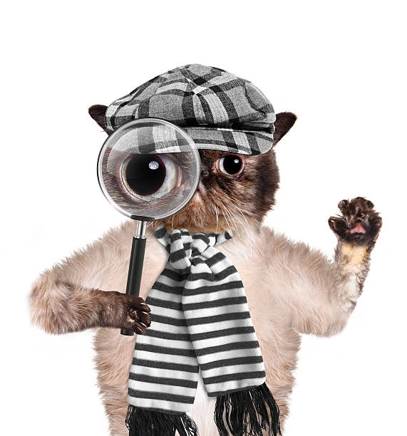 istock Cat with magnifying glass and searching 489591279