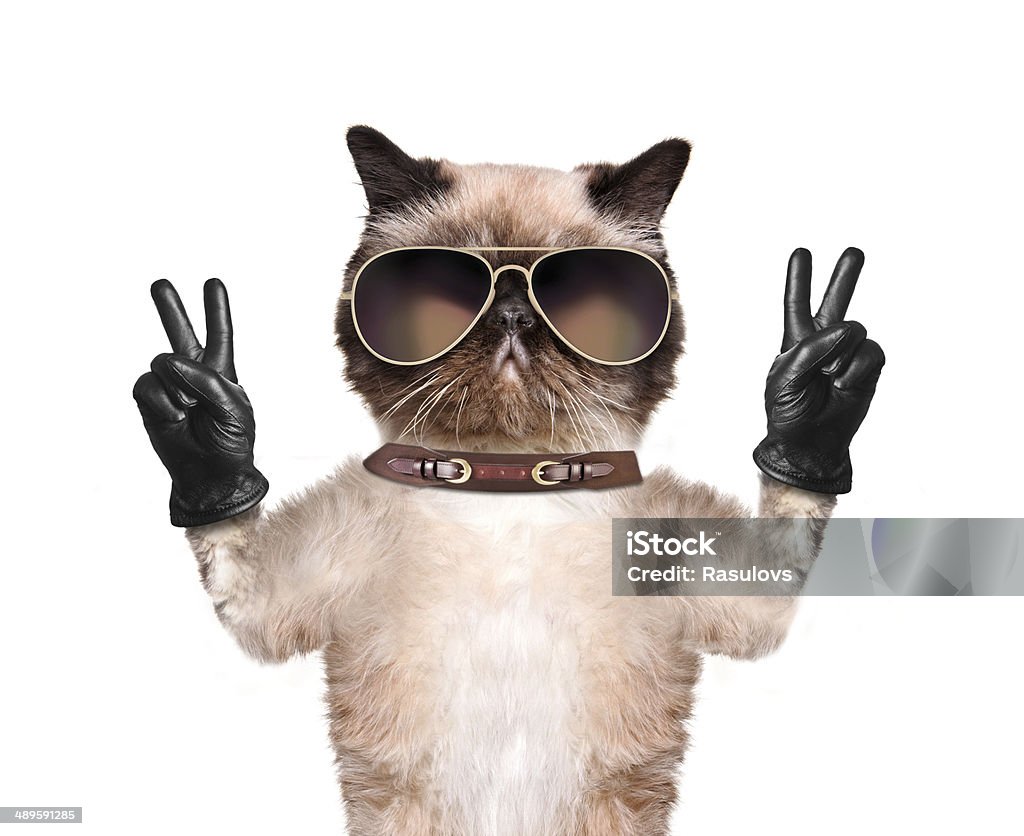 cat with peace fingers in black leather gloves Cat with peace fingers in black leather gloves. Creative. Peace Sign - Gesture Stock Photo