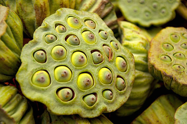 frais aux graines de lotus pod vente au marché en thaïlande, gros plan - moving up fruit close to togetherness photos et images de collection