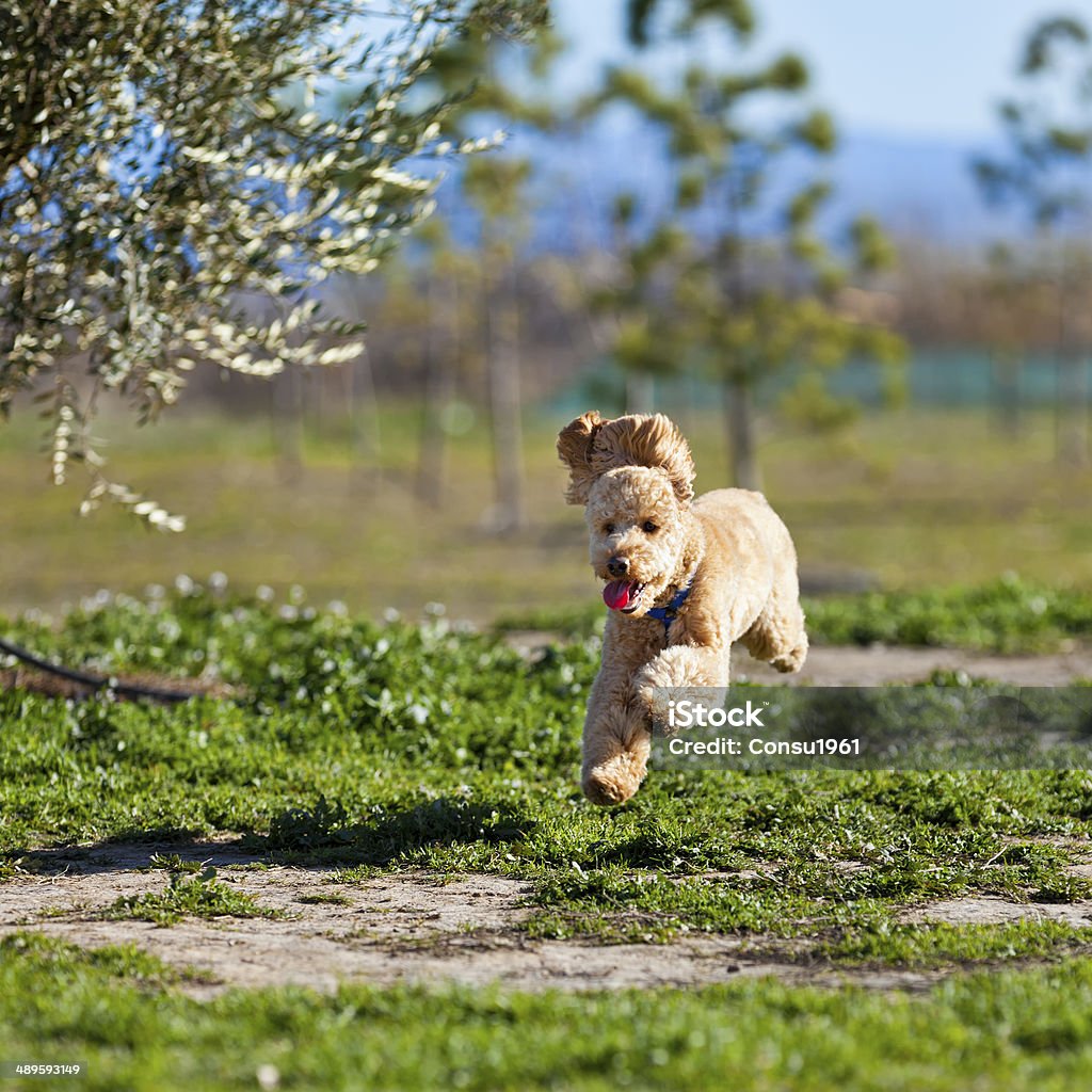 De correr - Foto de stock de Caniche standard libre de derechos