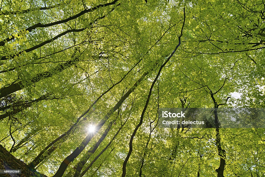 spring Sonne im Buche forest - Lizenzfrei Anhöhe Stock-Foto
