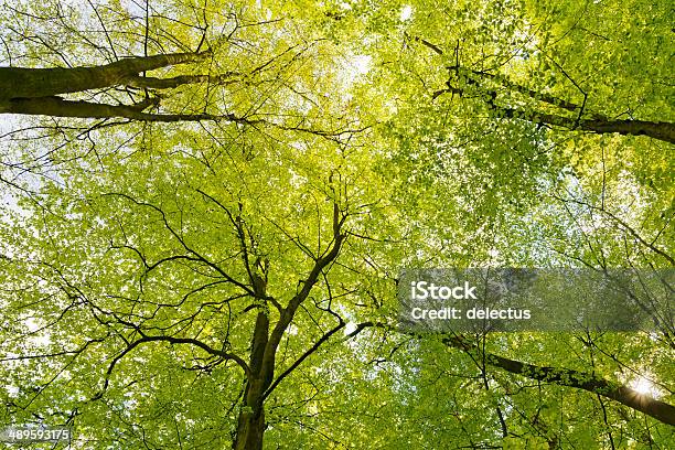 Spring Sonne Im Buche Forest Stockfoto und mehr Bilder von Anhöhe - Anhöhe, Baum, Bildkomposition und Technik