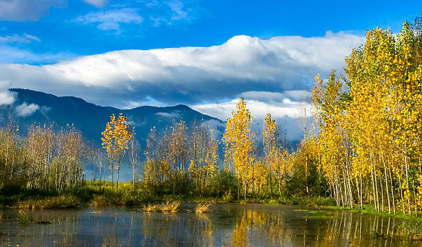 istock Autumn scenery with yellow poplar trees and beautiful clouds. 489593519