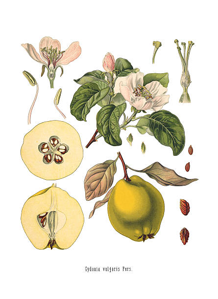Quince Cydonia oblonga Old Antique bothanical print Antique illustration of an Quince. Koehler: Medicinal Pflanzen, Deutchland (1887) cydonia stock pictures, royalty-free photos & images