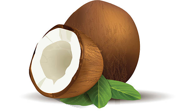 Coconut vector file of coconut, eps10, transparency used cocos stock illustrations