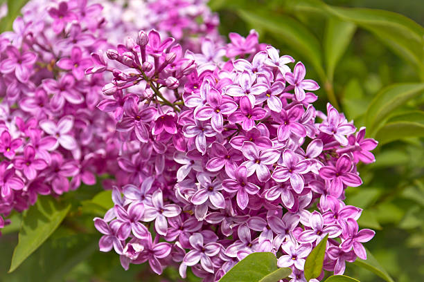 větev šeříku - šeřík květen - stock snímky, obrázky a fotky