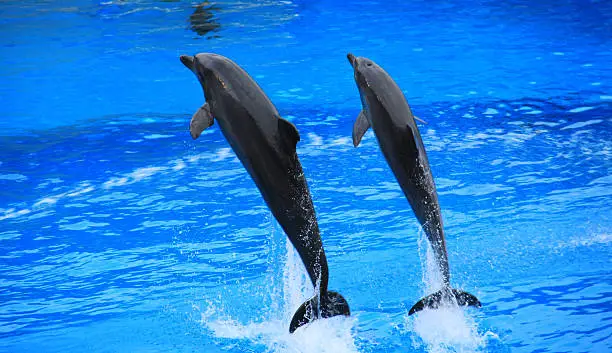 Photo of Dolphins