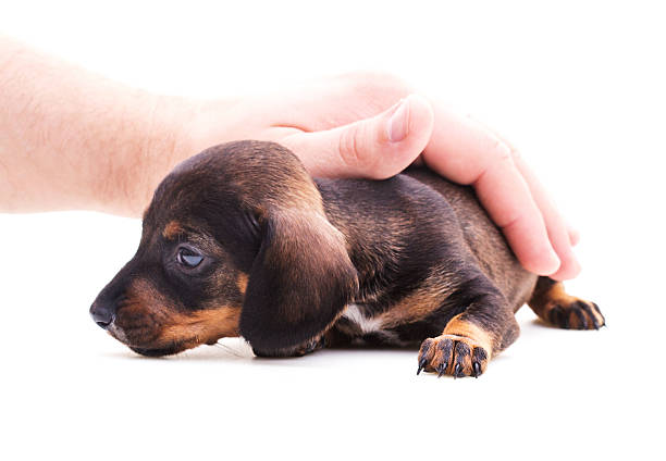 istock Dachshund cute puppy isolated on white 489599042