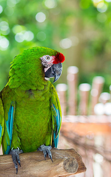 istock You're a green one 489599678