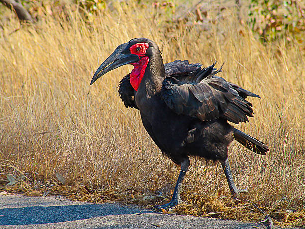 istock ground hornbill in the African bush 489599862