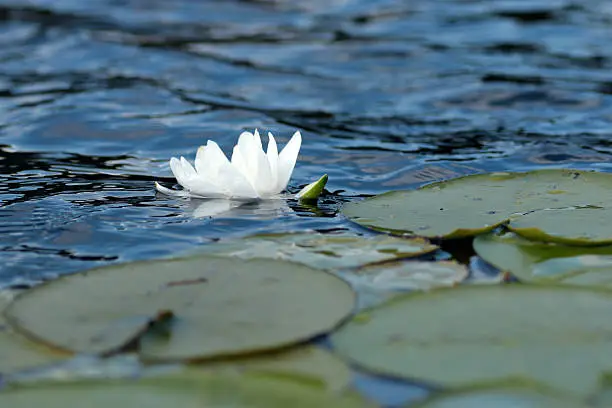 white water lily