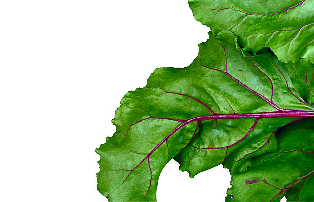 istock Fragment of beet haulm closeup on isolated white background 489600136
