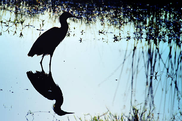 istock Silhouette of a little egret,Okavango Delta,Botswana 489600742