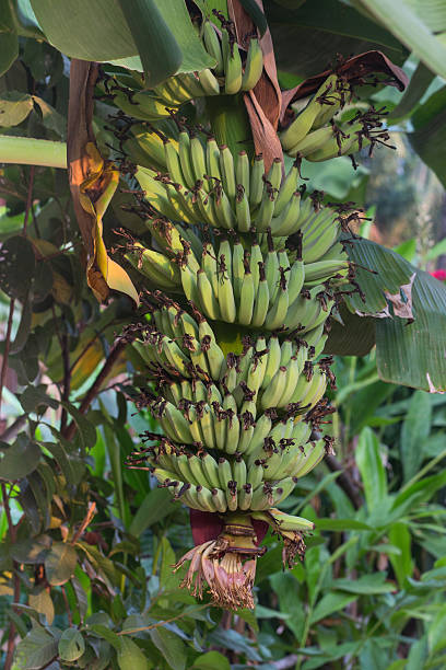 molhos de banana - healthy eating profile tropical fruit fruit imagens e fotografias de stock