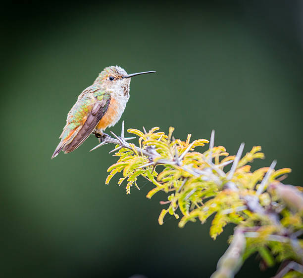 istock Rufous Hummingbird Female. 489601090
