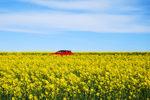 Oland, Sweden - May 11, 2015: Red car drives on a road through a blossom rapeseed field