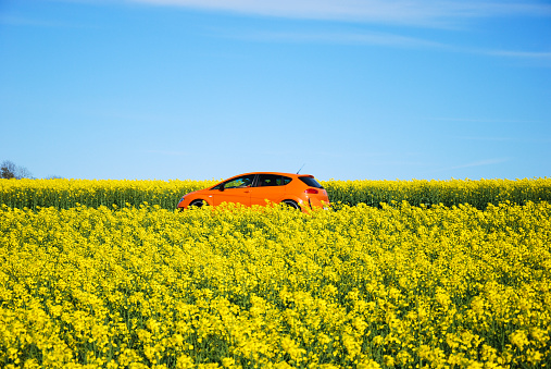 Oland, Sweden - May 11, 2015: Orange car drives on a road through a blossom rapeseed field