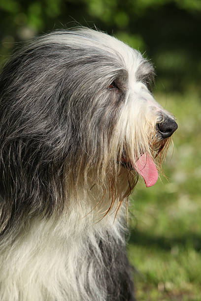 istock Bearded kollie in the garden 489604484