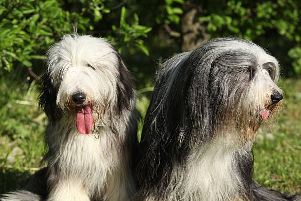 istock Bearded Collie sitting in the garden 489604518
