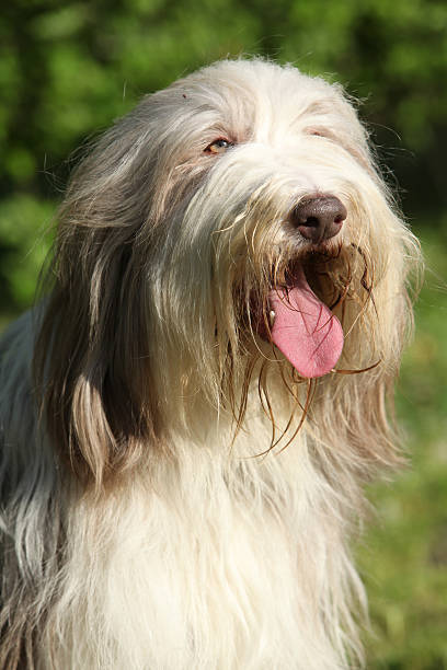 istock Bearded kollie in the garden 489604572