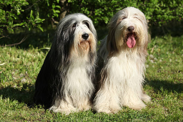 istock Bearded Collie sitting in the garden 489604594