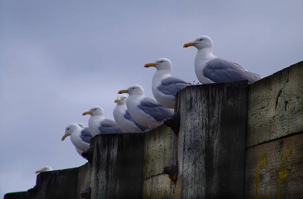 fileira de gaivotas - grand manan island - fotografias e filmes do acervo
