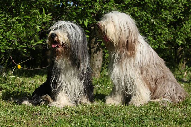 istock Bearded Collie sitting in the garden 489604900